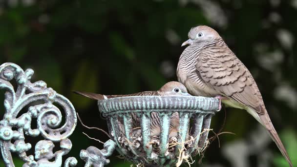 Mutter und Baby-Taube — Stockvideo