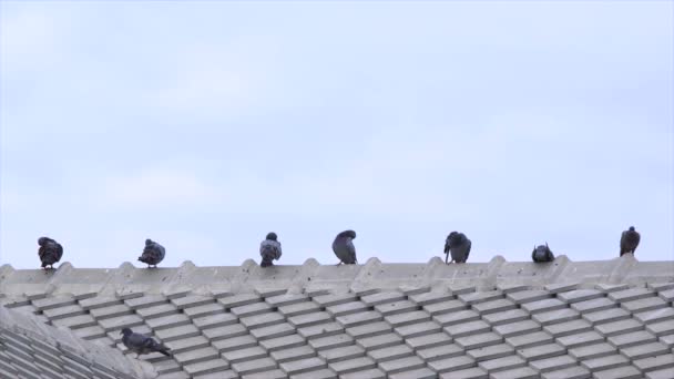 Голуби на крыше — стоковое видео