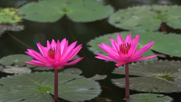 Różowa lilia wody nad jeziorem — Wideo stockowe
