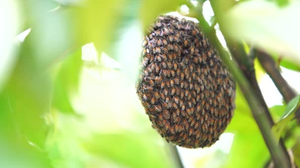 Abelha favo de mel na árvore — Vídeo de Stock