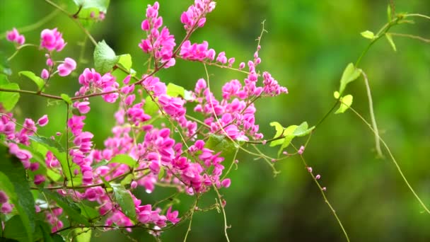 Watering pink flower — Stock Video