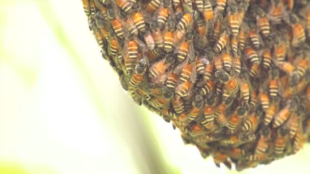 Abeja de panal en el árbol — Vídeo de stock