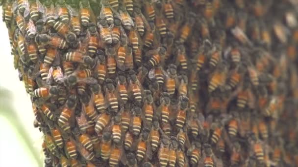 Abeille en nid d'abeille sur l'arbre — Video