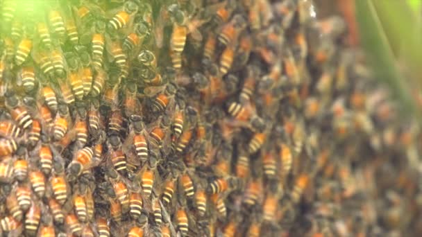 Plaster miodu Pszczoła na drzewie — Wideo stockowe