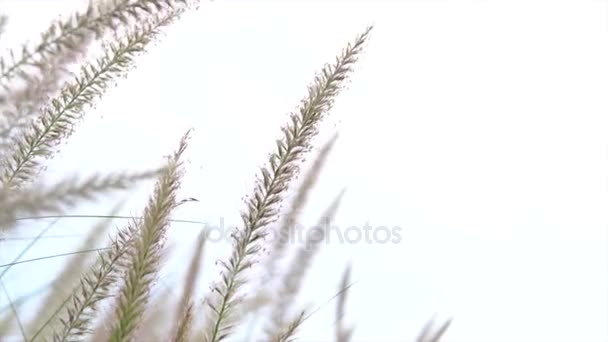 Gräs blomma med vind — Stockvideo