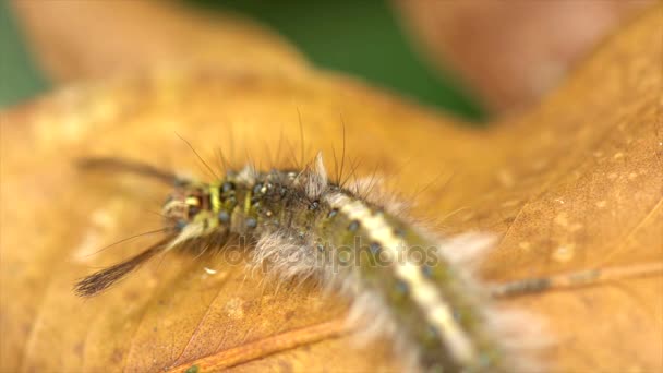 Harige rups op het blad — Stockvideo