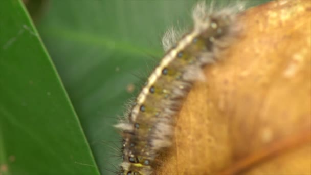 Chenille poilue sur la feuille — Video