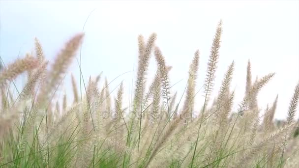 Herbe fleur avec vent — Video