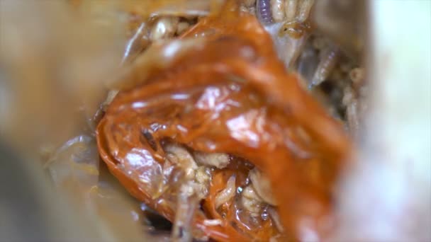 Maggots in garbage — Stock Video