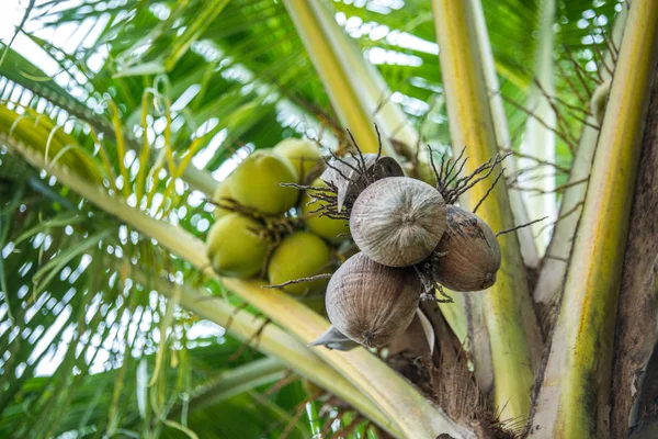 Coconut tree with brown coconut — Stock Photo, Image