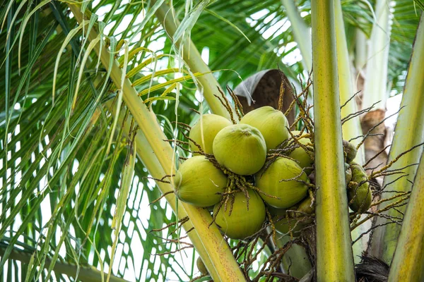 젊은 코코넛 나무에 — 스톡 사진