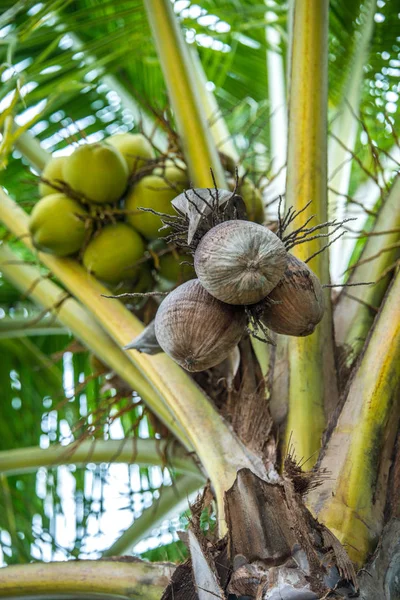 Barna kókuszos kókuszfa — Stock Fotó