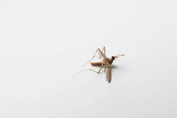 Mosquito morto no fundo branco — Fotografia de Stock