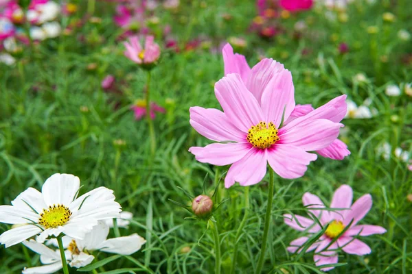 Giardino dei fiori del cosmo — Foto Stock