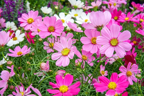 Cosmos flores jardín — Foto de Stock
