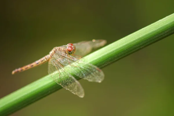 Libélula posada en la rama —  Fotos de Stock