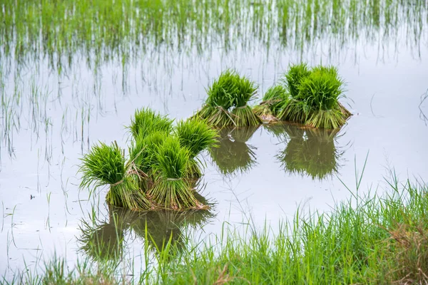 Rýže sazenice rýže pole — Stock fotografie