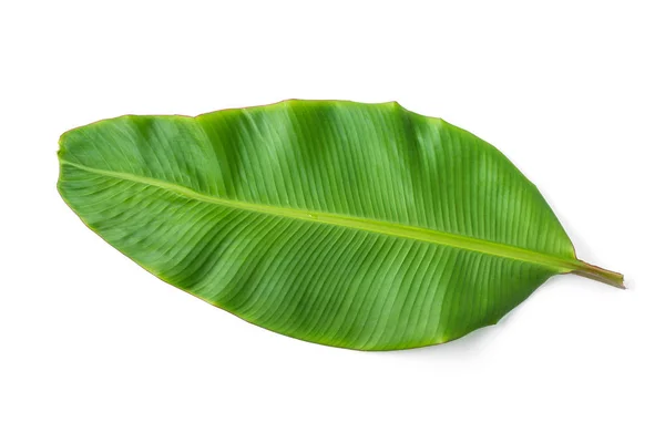 Банановый лист на белом фоне — стоковое фото
