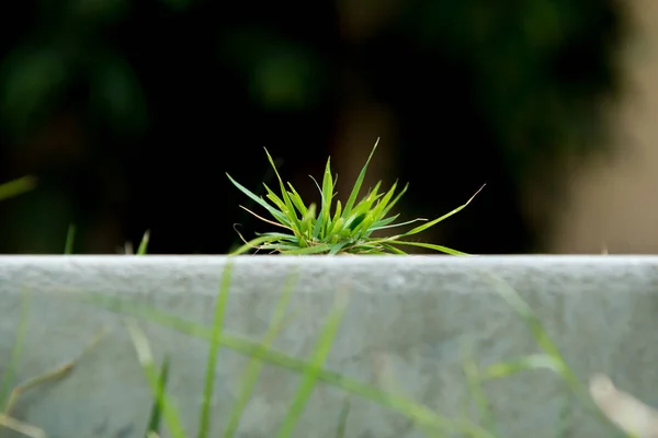 Green grass on concrete floor — Stock Photo, Image