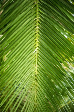 palmiye yaprakları ağaç üzerinde