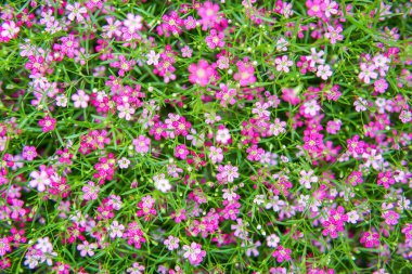 küçük pembe gypso çiçek