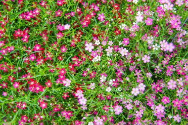 küçük pembe gypso çiçek
