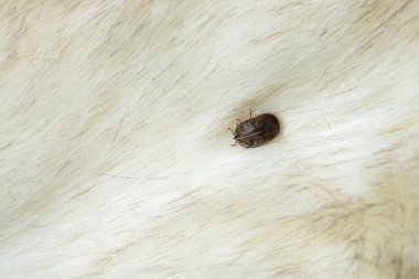 Köpek büyük kene