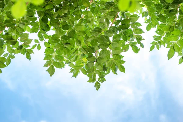 Gröna blad och sky — Stockfoto