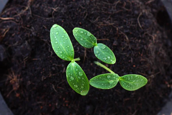 Groene sprout zaad — Stockfoto