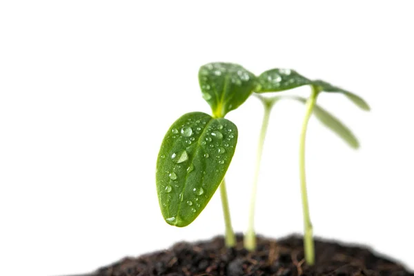 Samen von grünen Sprossen — Stockfoto