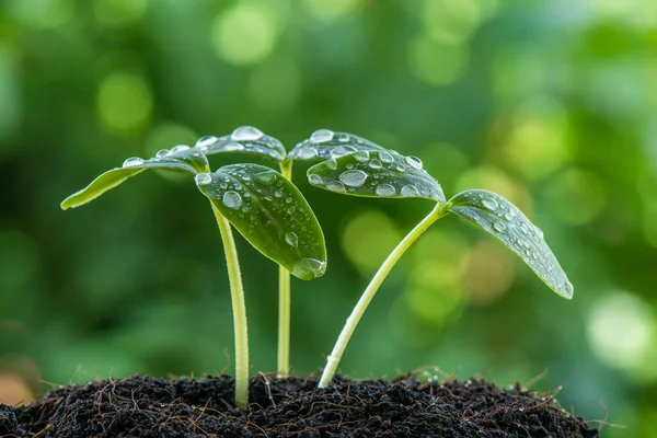 Samen von grünen Sprossen — Stockfoto