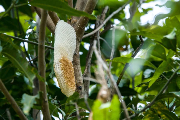 Honeycomb öde på ett träd — Stockfoto