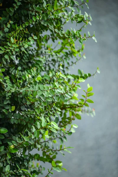 Ivy on gray wall — Stock Photo, Image