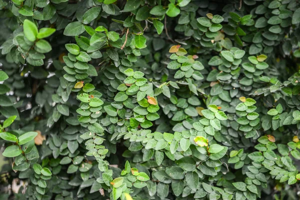 Leaves of ivy covering the wall — Stock Photo, Image