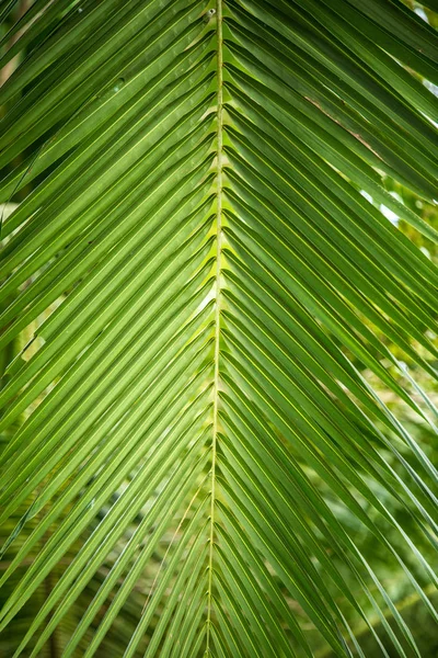 Daun palem di pohon — Stok Foto