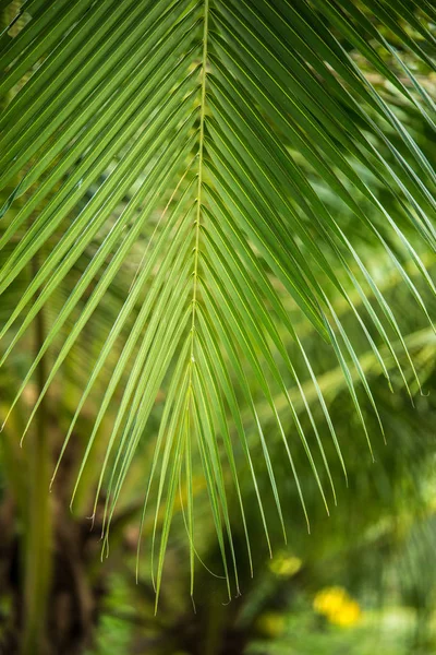 Hojas de palma en el árbol —  Fotos de Stock