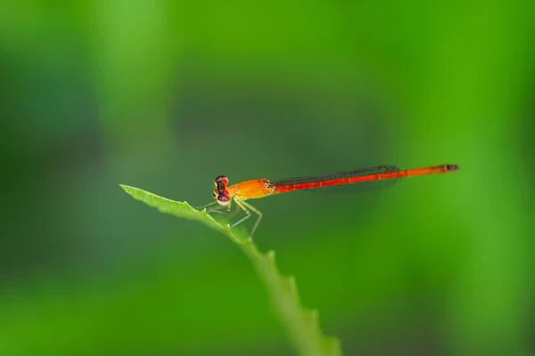 Demoiselle rouge sur la feuille — Photo