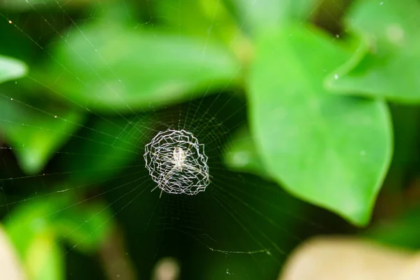 Pequena teia de aranha em uma árvore — Fotografia de Stock