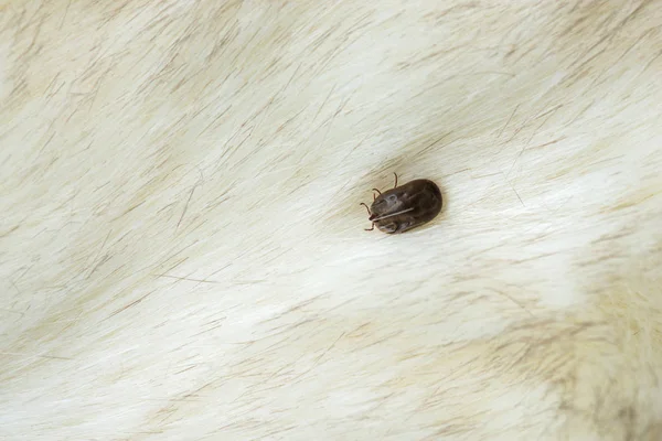 Big tick on the dog — Stock Photo, Image