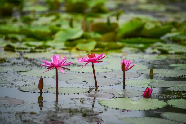 Roze water lily — Stockfoto