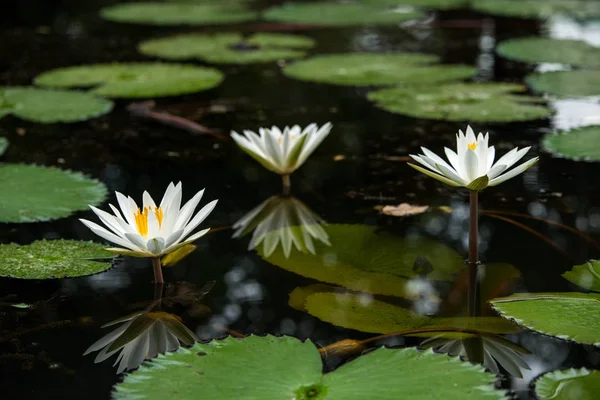 Witte waterlelie — Stockfoto