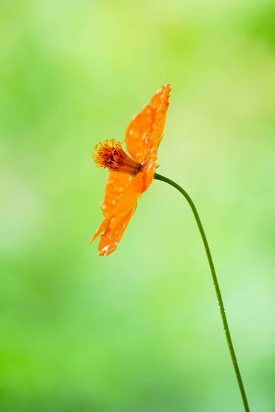 Fleurs cosmos jaunes avec goutte d'eau — Photo