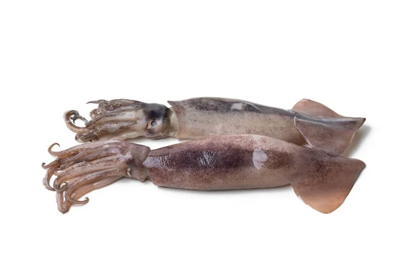 Färsk bläckfisk isolerad på vit — Stockfoto