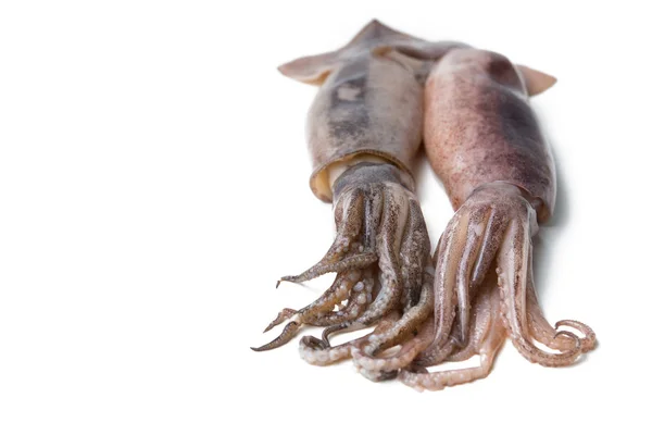 Fresh squid isolated on white — Stock Photo, Image
