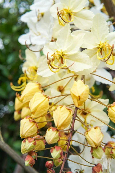Flor de ducha amarilla — Foto de Stock