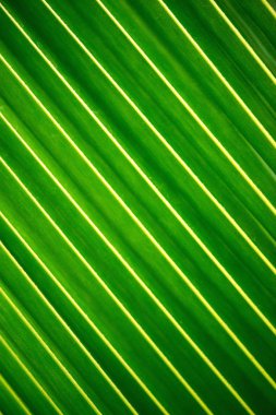 Yeşil palmiye yaprakları