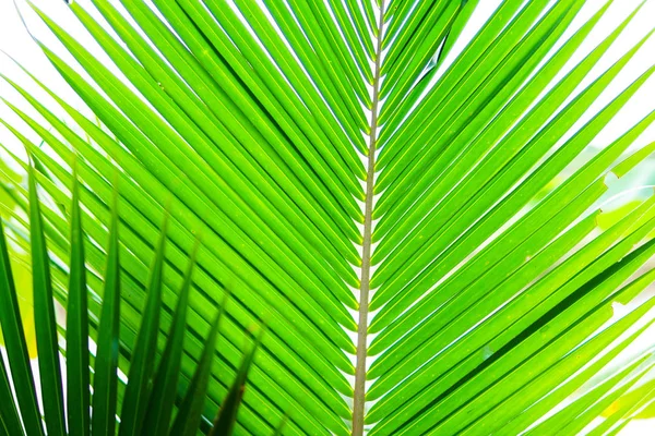 Frunze de palmier verde — Fotografie, imagine de stoc