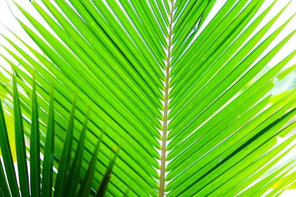 Hojas de palma verde — Foto de Stock