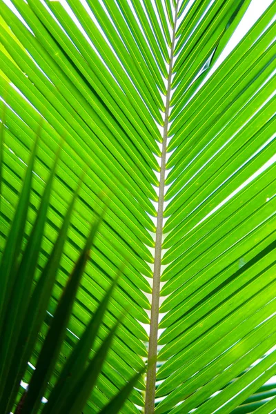 Green palm leaves — Stock Photo, Image