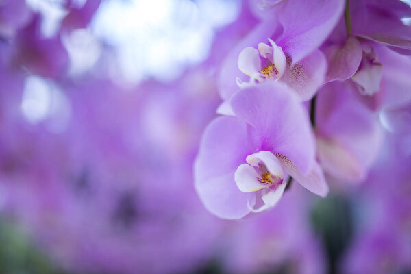 pink orchid flower